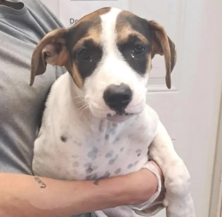 A baby medium-sized female Hound dog named Cami for adoption in Hollister, MO