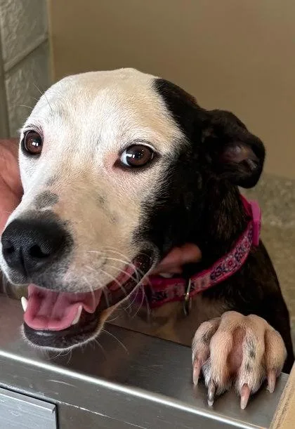 A young medium-sized female Mixed Breed dog named Minnie for adoption in Washington, DC