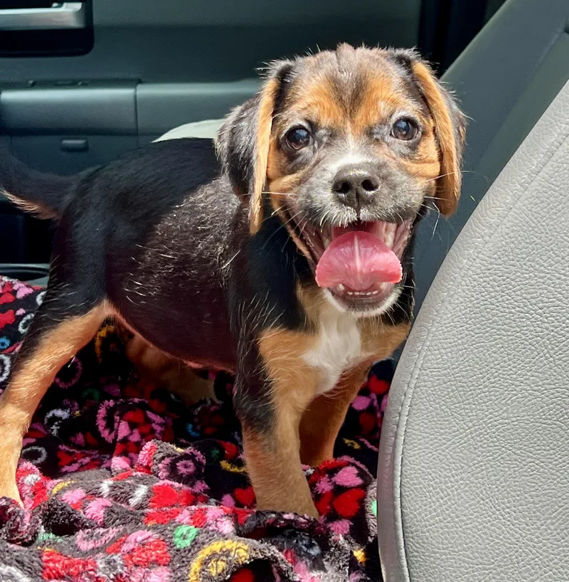 A baby medium-sized female Tricolor (Brown, Black, & White) Mixed Breed dog named Roxy for adoption in Mt Pleasant, SC