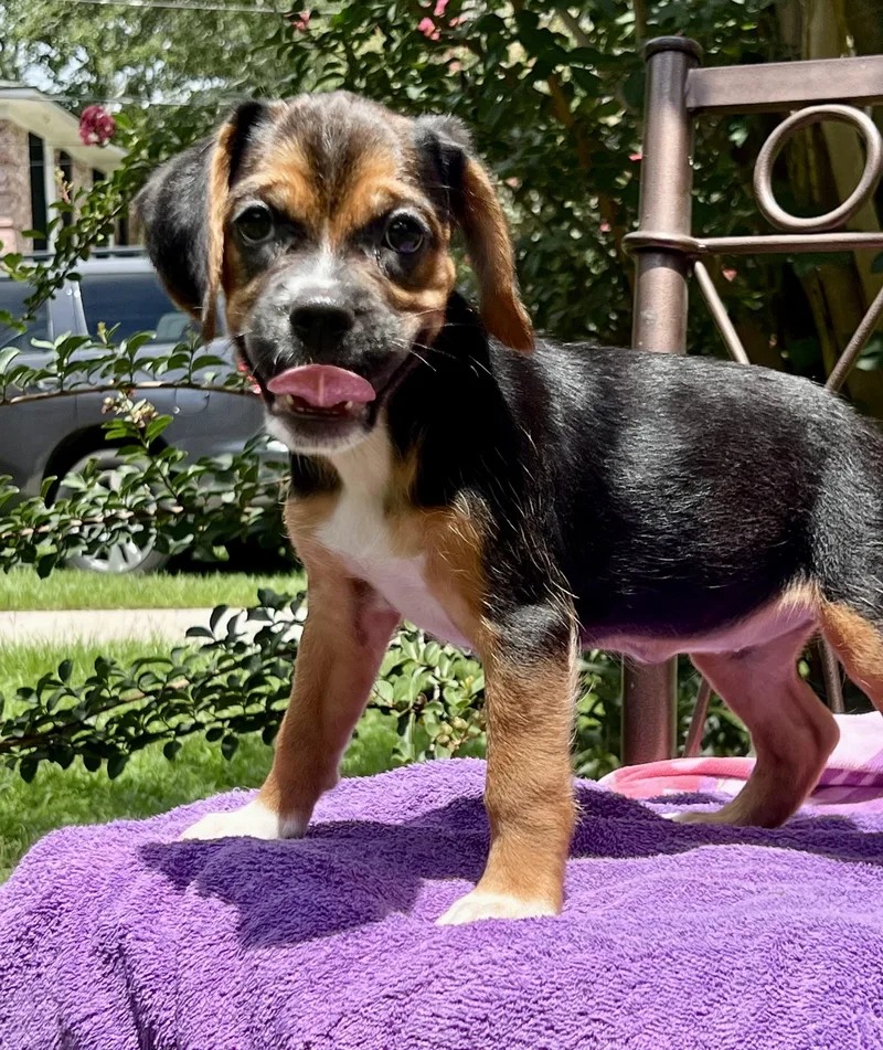 Roxy thumbnail 6