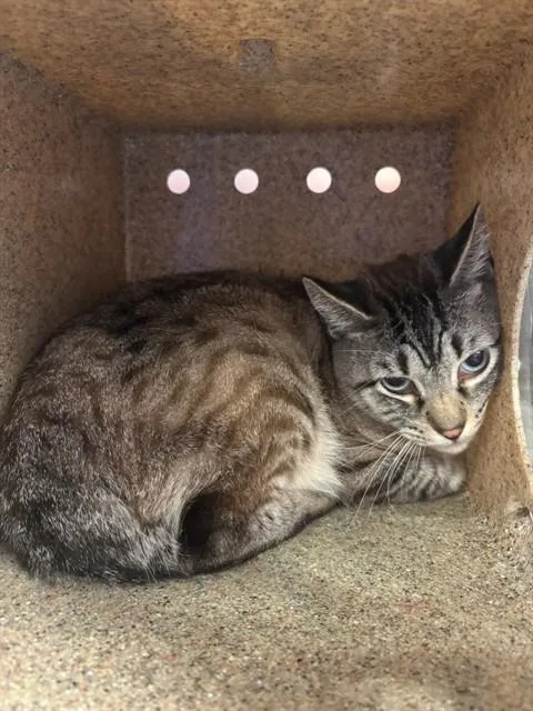 An adult small-sized male Domestic Short Hair cat named Shilo for adoption in Lancaster, CA