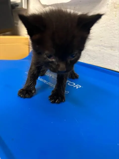 A baby small-sized male Domestic Short Hair cat named Kit for adoption in Alameda, CA
