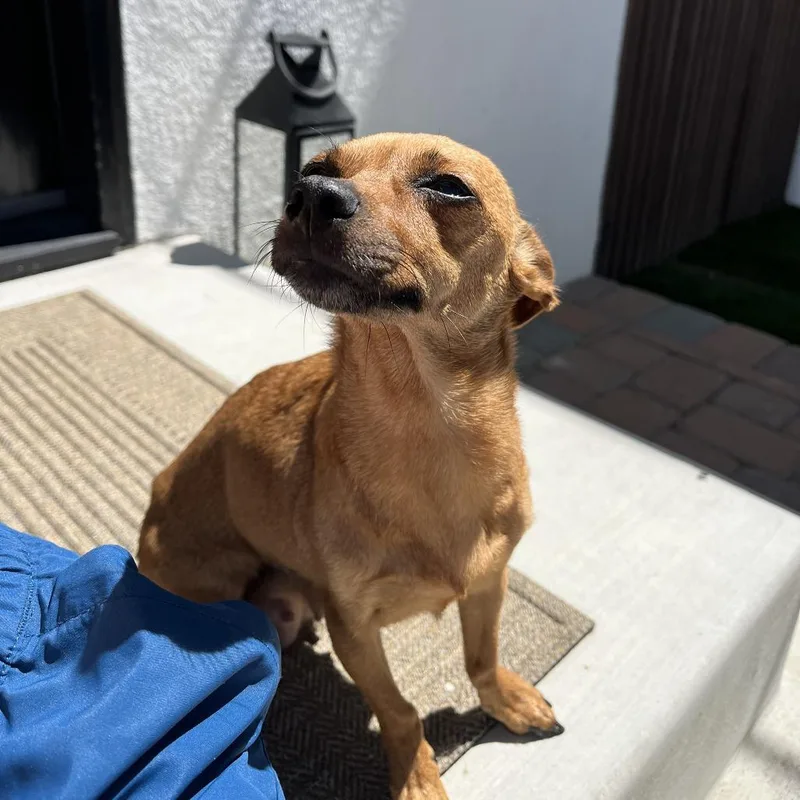 An adult small-sized female Chihuahua dog named Tequila for adoption in Los Angeles, CA
