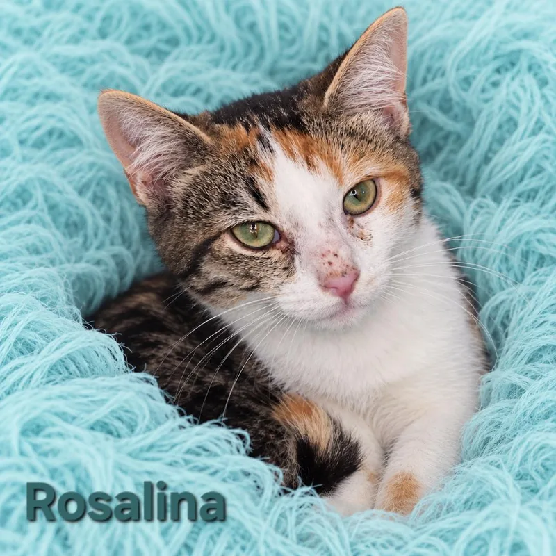 A baby small-sized female Calico Domestic Short Hair cat named Rosalina for adoption in Quincy, OH