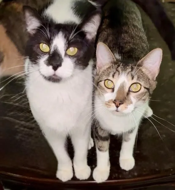 A young medium-sized male White Domestic Short Hair cat named Dicen & Dexter for adoption in Plantation, FL