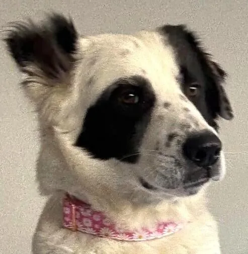 An adult large-sized female Tricolor (Brown, Black, & White) Mixed Breed dog named Panda for adoption in Dallas, TX