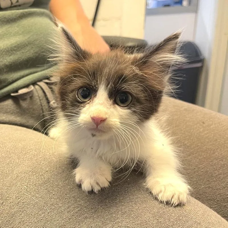 A baby small-sized female Black Domestic Medium Hair cat named Mayfield for adoption in Albert Lea, MN