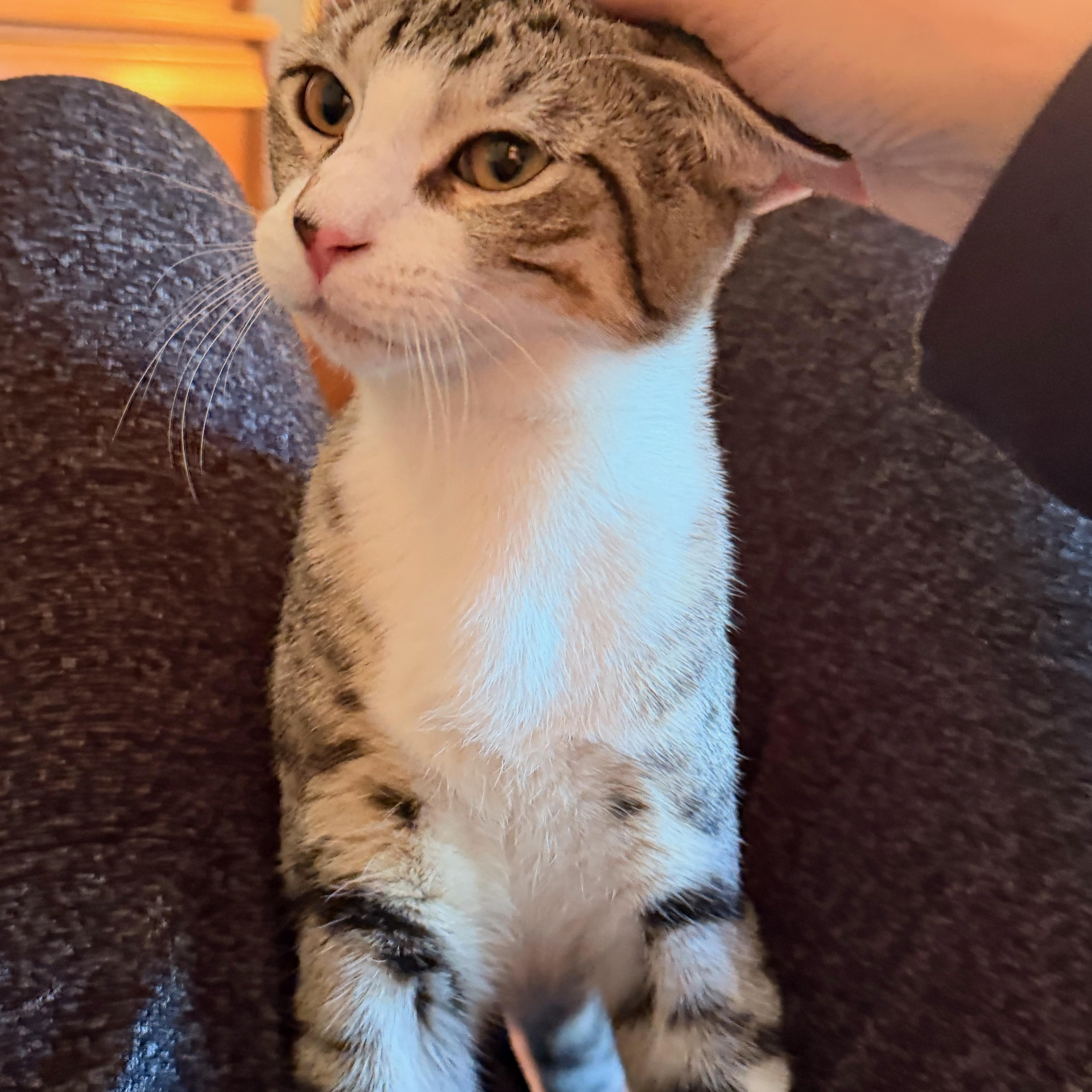 A young medium-sized male Domestic Short Hair cat named King for adoption in Honeoye, NY