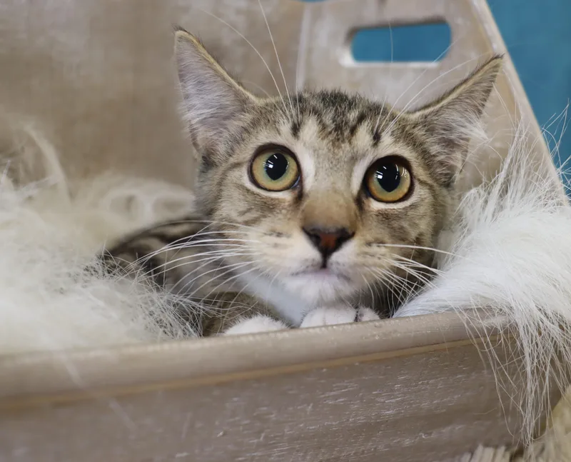 A baby large-sized male Domestic Short Hair cat named Toast  Coming Soon for adoption in League City, TX