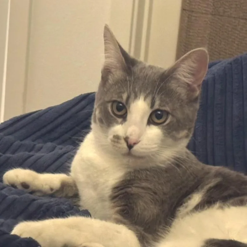 Fernando Colunga thumbnail 4