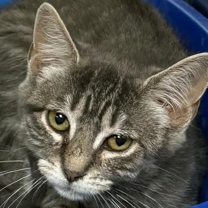 A baby small-sized female Brown / Chocolate Domestic Short Hair cat named Star for adoption in East Hanover, NJ