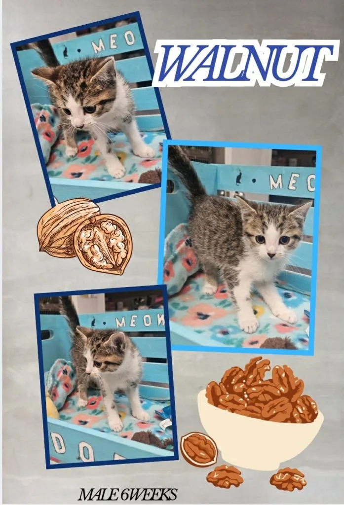 A baby large-sized male Domestic Short Hair cat named Walnut for adoption in Blountville, TN