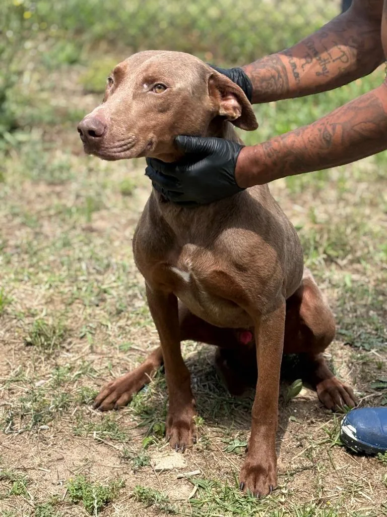 An adult large-sized male Doberman Pinscher dog named Big Dawg for adoption in Effingham, SC