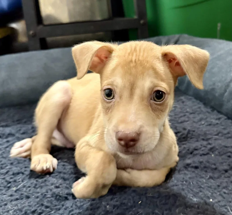A baby small-sized male Chihuahua dog named Coco for adoption in Lake Hopatcong, NJ