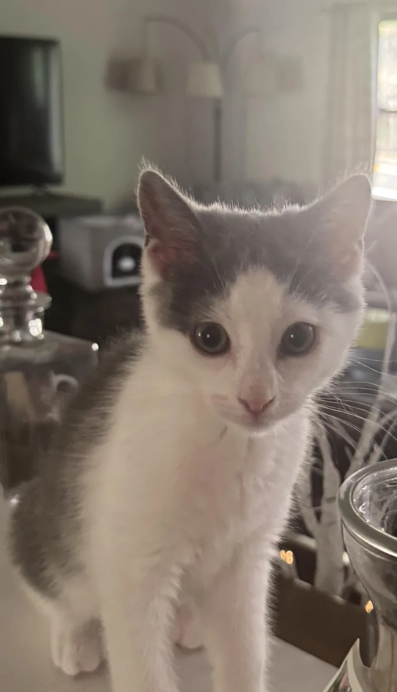 A baby medium-sized female Domestic Short Hair cat named Misty for adoption in Succasunna, NJ