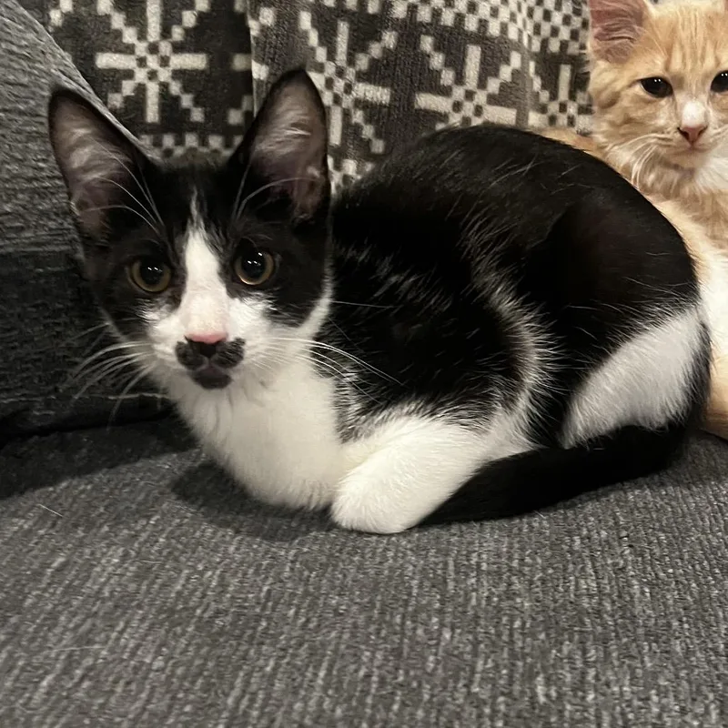 Prince Naveen thumbnail 2