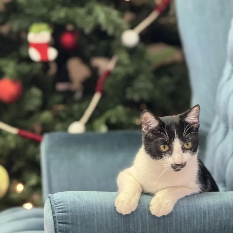 Prince Naveen thumbnail 3