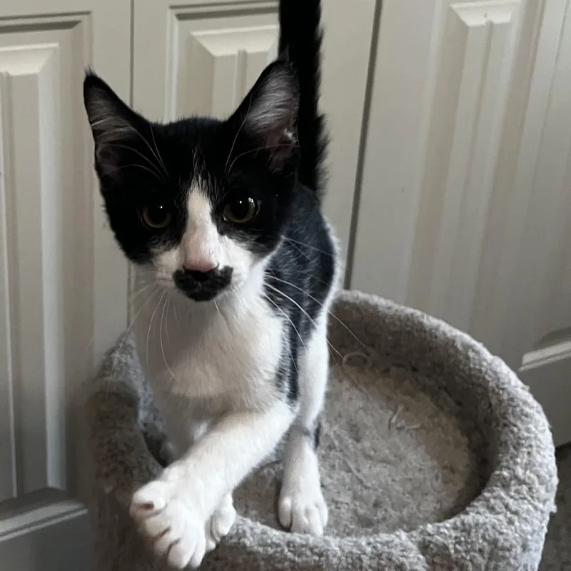 Prince Naveen thumbnail 4