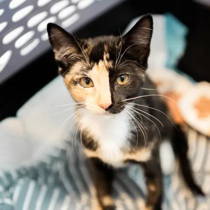 A baby small-sized female Black Domestic Short Hair cat named Sonic for adoption in Atlanta, GA