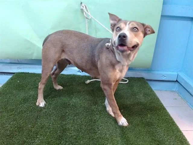 An adult large-sized female Pit Bull Terrier dog named Funfetti for adoption in Gardena, CA