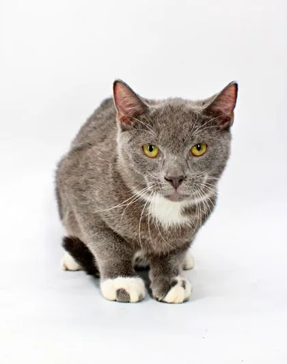 A baby small-sized male Russian Blue cat named Victor for adoption in Morton Grove, IL
