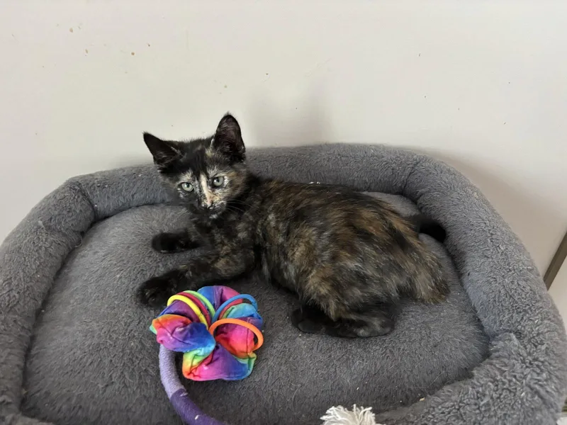 A baby medium-sized female Tortoiseshell cat named Pepsi for adoption in Laguna Niguel, CA