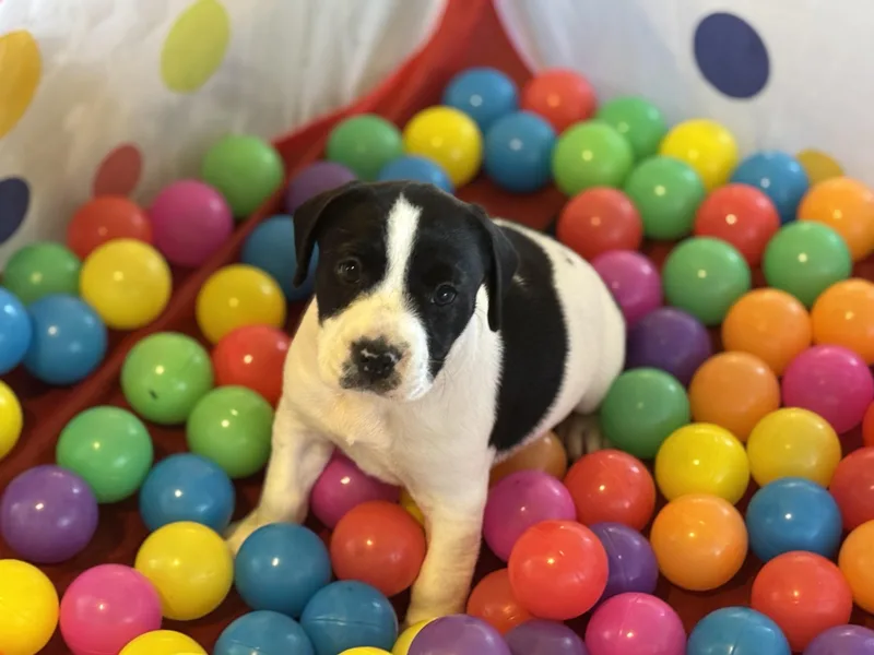 A baby large-sized female White / Cream Hound dog named Dottie for adoption in Hortense, GA