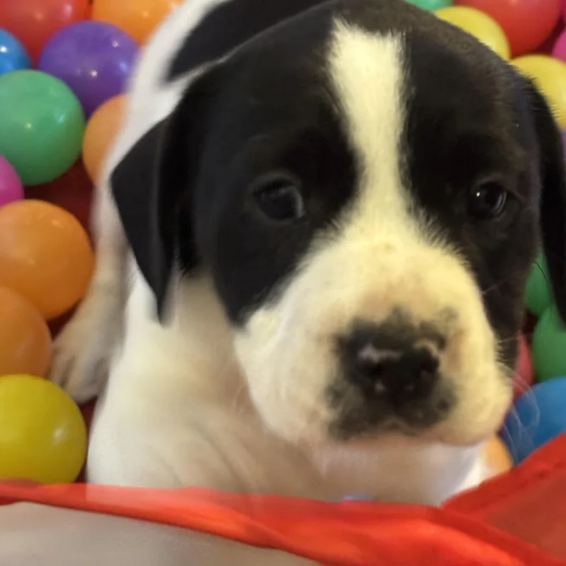 Dottie thumbnail 2