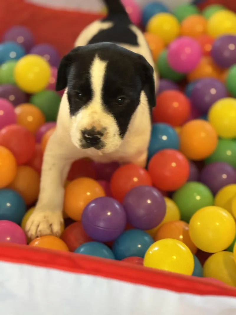 Dottie thumbnail 3