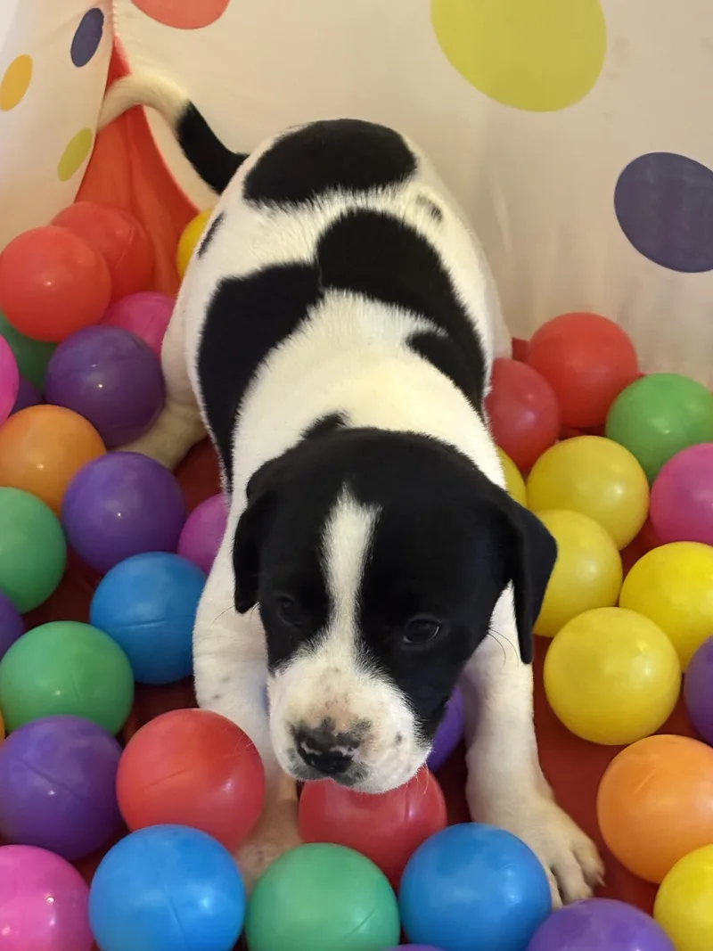 Dottie thumbnail 4