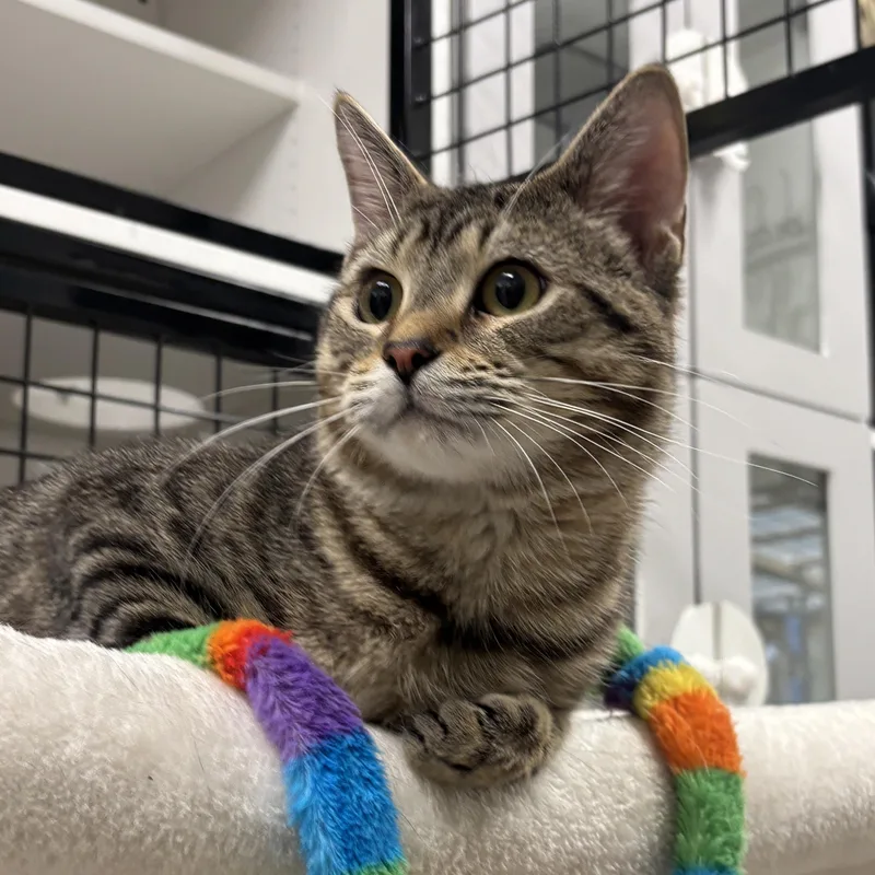 An adult medium-sized female Tabby (Buff / Tan / Fawn) Tiger cat named Toby for adoption in Gardner, MA