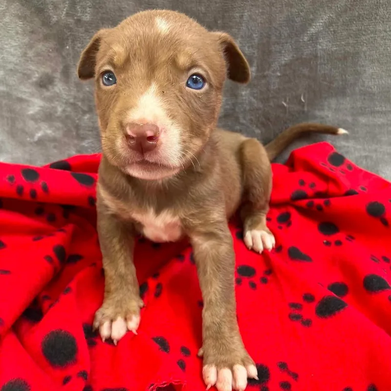 Puppy B