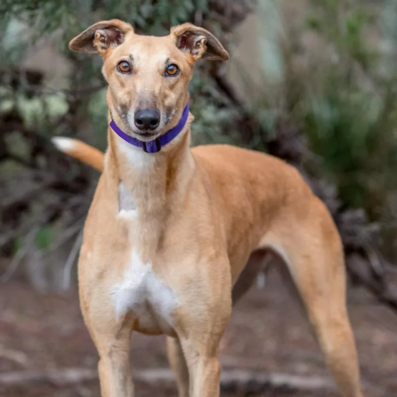 An adult large-sized female Greyhound dog named Flash for adoption in Seattle, WA
