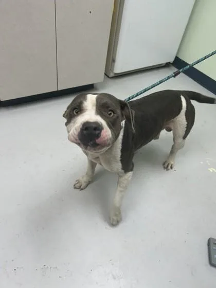 An adult large-sized male Mixed Breed dog named Krull for adoption in Savannah, GA
