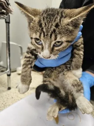 A young small-sized male Domestic Short Hair cat named Allspice for adoption in Lafayette, IN