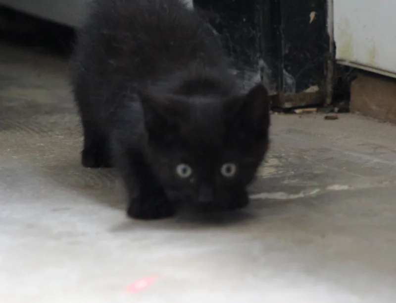 A baby medium-sized male Black Domestic Short Hair cat named Popcorn for adoption in Temple, TX