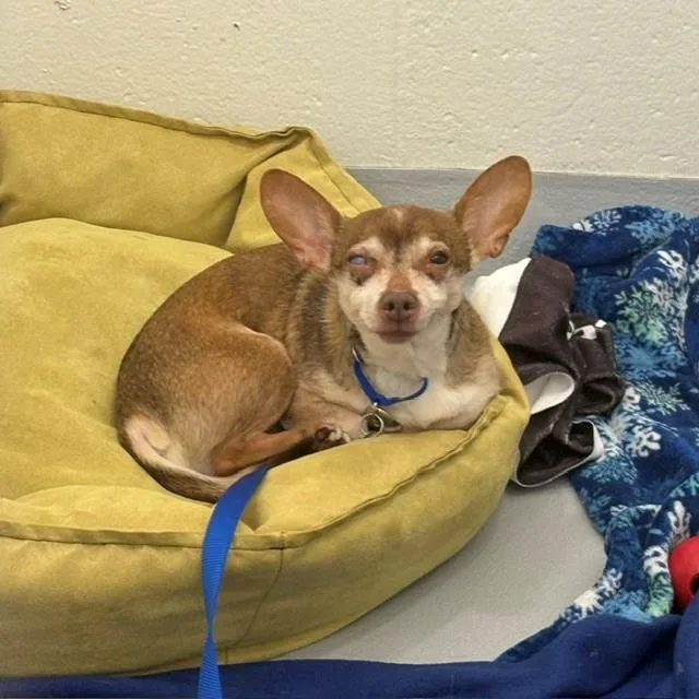 A senior small-sized male Chihuahua dog named Cosh for adoption in Boston, MA