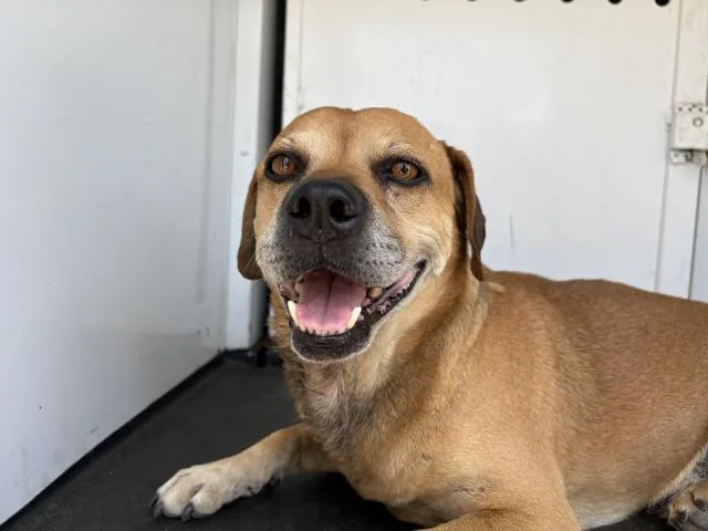 An adult small-sized male Terrier dog named Paco for adoption in Riverside, CA