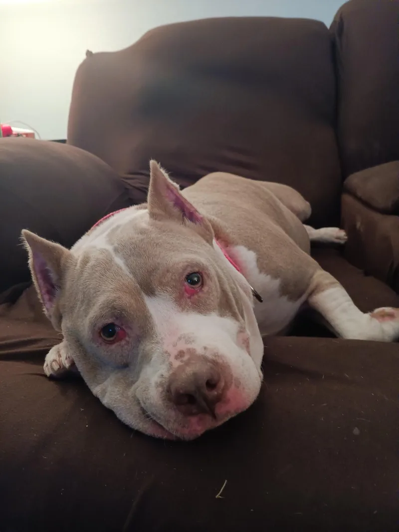 An adult medium-sized female American Bulldog dog named Athena for adoption in tampa, FL