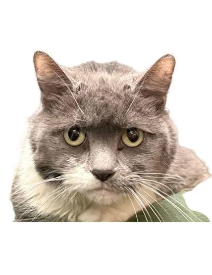 A senior large-sized female Domestic Short Hair cat named Tilly for adoption in Columbus, IN