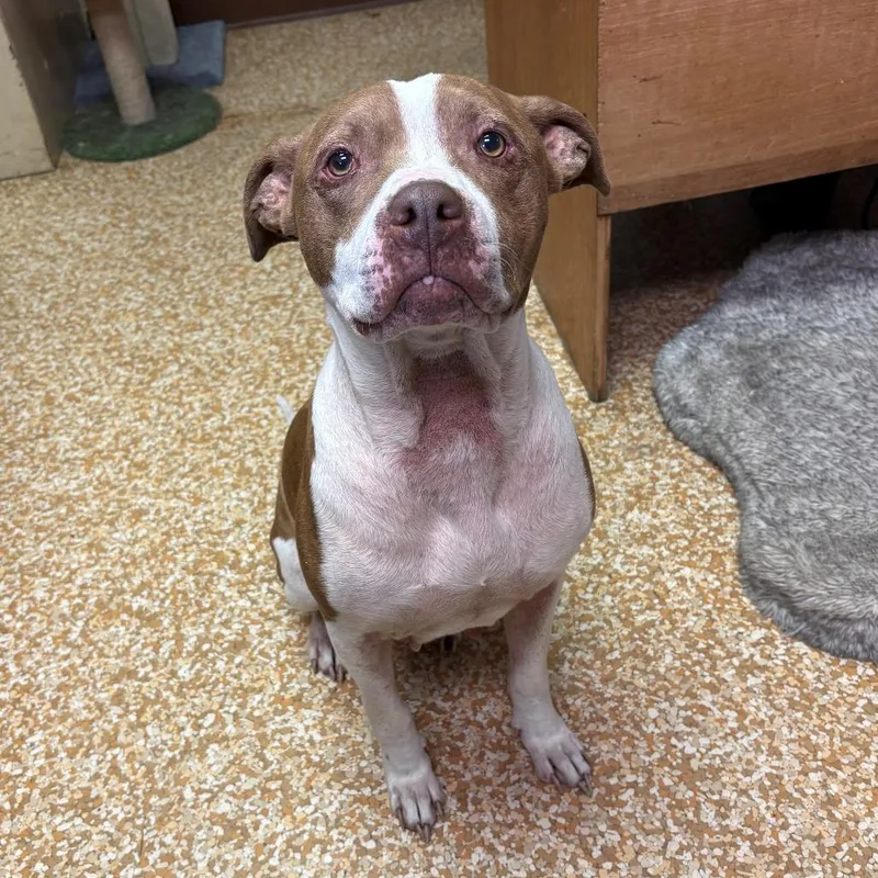 An adult large-sized female Red / Chestnut / Orange Pit Bull Terrier dog named Lila for adoption in Chehalis, WA