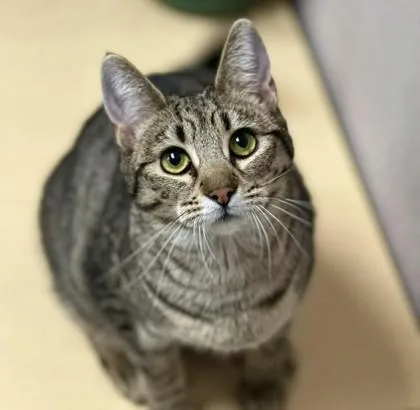 A baby small-sized female Domestic Short Hair cat named Crumble for adoption in Visalia, CA