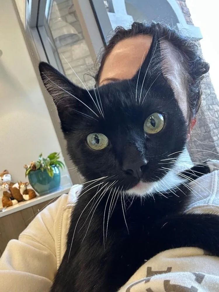 A young medium-sized male Black Domestic Short Hair cat named Sparky for adoption in Oceanside, CA