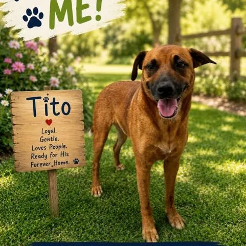 Tito thumbnail 4
