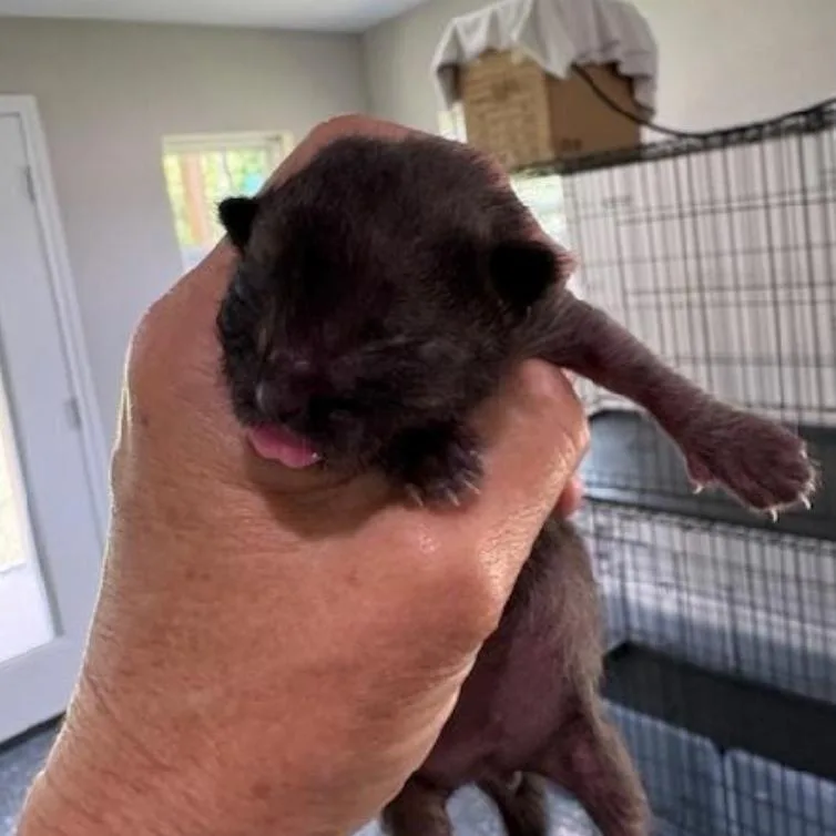A baby small-sized male Black Domestic Short Hair cat named Gizmo for adoption in League City, TX