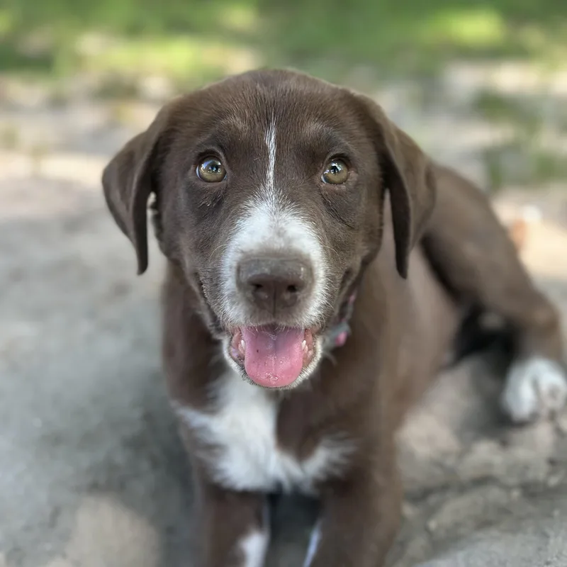 A baby medium-sized female Brown / Chocolate Labrador Retriever dog named Raleigh for adoption in Richmond, VA