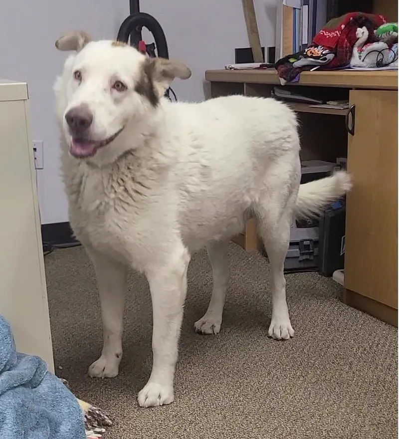 A young large-sized male Great Pyrenees dog named Shiloh for adoption in Newcastle, WY