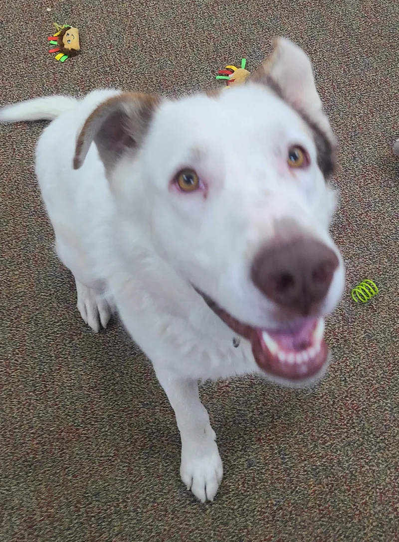 Shiloh thumbnail 3