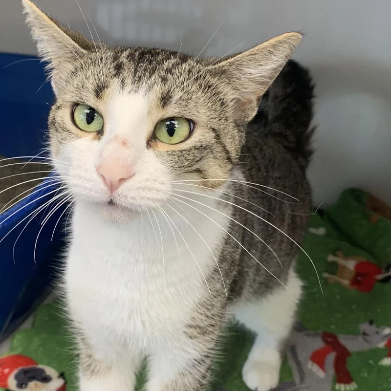 A young medium-sized female Brown / Chocolate Domestic Short Hair cat named Ruthie for adoption in Monroe, MI
