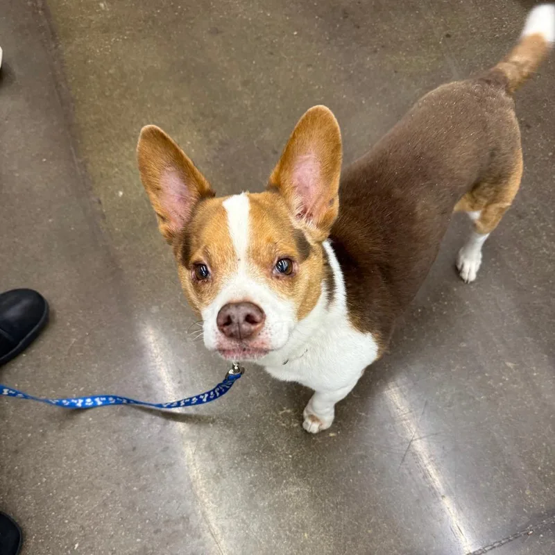 A senior small-sized male Corgi dog named Coco for adoption in Hillsborough, NC